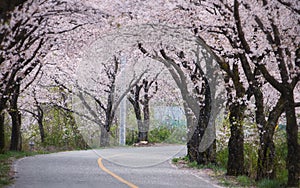 Cherry blossoms in Korea