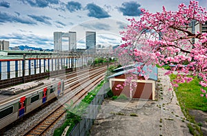 Cherry blossoms with Korean trains