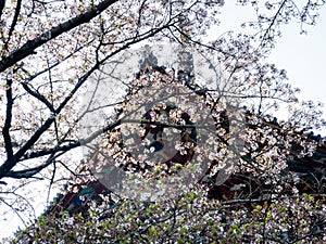 Cherry blossoms at Kumadaniji,  temple number 8 of Shikoku pilgrimage