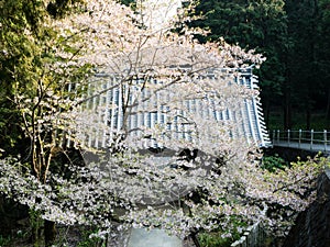 Cherry blossoms at Kumadaniji,  temple number 8 of Shikoku pilgrimage