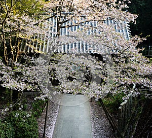 Cherry blossoms at Kumadaniji,  temple number 8 of Shikoku pilgrimage