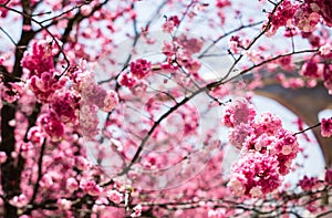 The Cherry blossoms in kunmingï¼ŒChina