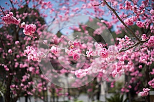 The Cherry blossoms in kunmingï¼ŒChina