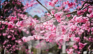 The Cherry blossoms in kunmingï¼ŒChina