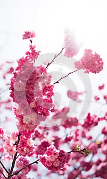 The Cherry blossoms in kunmingï¼ŒChina