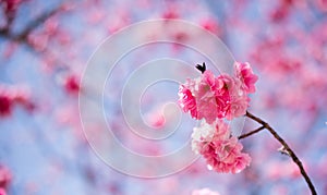 The Cherry blossoms in kunmingï¼ŒChina