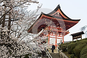 Cherry blossoms, Kyoto, Japan