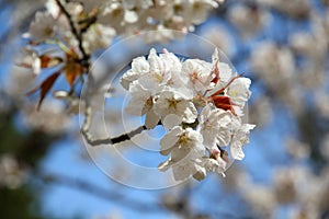 Cherry blossoms in Kyoto spring