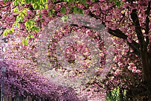 Cherry blossoms landscapes in spring