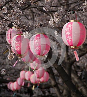 Cherry blossoms and lanterns