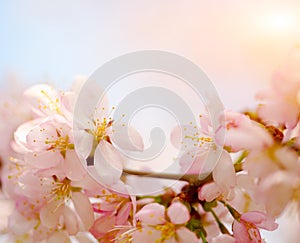 Cherry blossoms