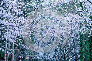 Cherry blossoms are like snow