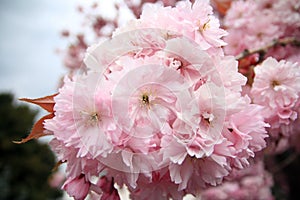 Cherry Blossoms in Melrose, Scotland