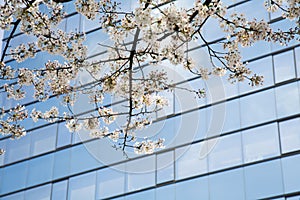Cherry Blossoms by Modern Skyscraper
