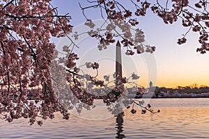 Cherry Blossoms and Monument Washington DC