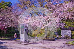 Cherry blossoms in Motomachi Yokohama photo
