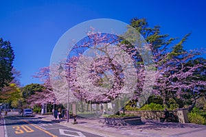 Cherry blossoms in Motomachi Yokohama photo