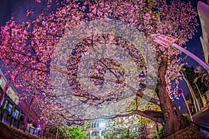 Cherry blossoms and Motomachi Yokohama cityscape in full bloom photo