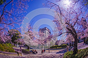 Cherry blossoms in Motomachi Yokohama and Yokohama Yamashibo photo