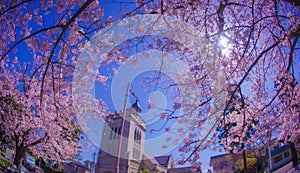 Cherry blossoms in Motomachi Yokohama and Yokohama Yamashibo photo