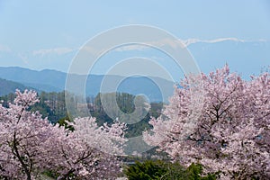 Cherry blossoms and Mountains