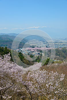 Cherry blossoms and Mountans
