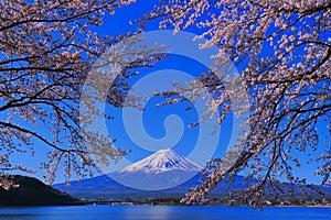 Cherry blossoms and Mt. Fuji Japan