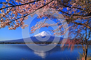 Cherry blossoms and Mt. Fuji from the Lake`Kawaguchiko` Japan