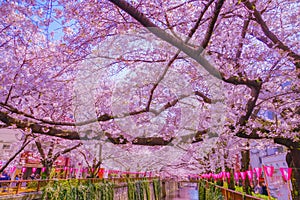 Cherry blossoms in Nakameguro