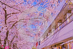 Cherry blossoms in Nakameguro