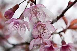 Cherry Blossoms in nature