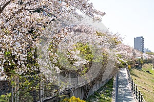 cherry blossoms near jungnangcheon