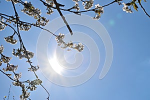 Cherry blossoms with nice background color sun