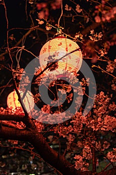 Cherry blossoms night view in Japan