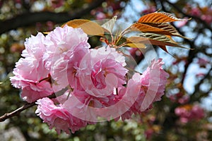 Cherry blossoms in Nijo Park, Kyoto