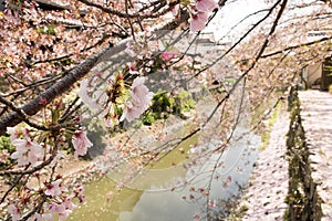Cherry Blossoms at Omihachiman Moat.