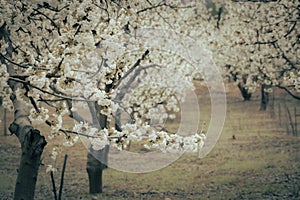 Cherry blossoms in an orchard