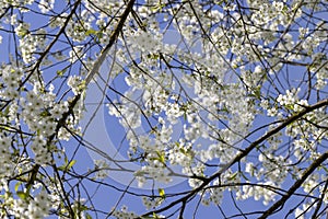 cherry blossoms in the orchard