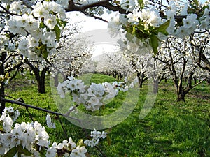 Cherry blossoms in orchard