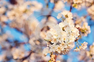 Cherry blossoms over blurred blooming nature. Spring flowers. Spring background with bokeh. Floral spring card