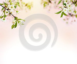 Cherry blossoms over blurred nature background. Spring Background with bokeh. Flowers cherry with young green leaves
