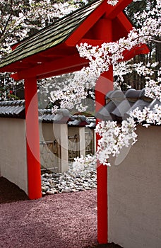 Cherry Blossoms over a Pagoda