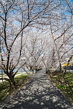 Cherry blossoms over walking trail by the river in Morgantown WV