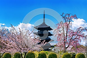 Cherry blossoms and pagoda in spring, Kyoto in Japan.