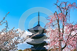 Cherry blossoms and pagoda in spring, Kyoto in Japan.