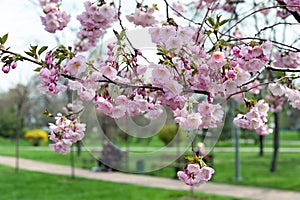 Cherry blossoms in park in Kyiv Ukraine