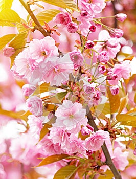 Cherry blossoms in the park. Selective focus during spring blossoms Sakura