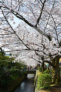 Cherry Blossoms on Philosopher`s Walk, or Tetsugaku-no-Michi, Kyoto