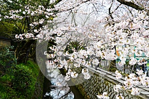 Cherry Blossoms on Philosopher`s Walk, or Tetsugaku-no-Michi, Kyoto, Japan