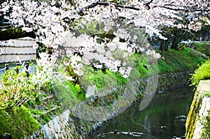 Cherry Blossoms on Philosopher`s Walk, or Tetsugaku-no-Michi, Kyoto, Japan